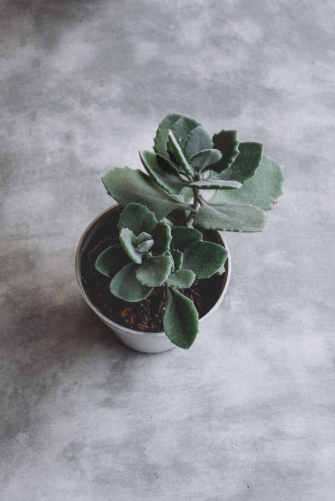 Hexagonal geometric planter